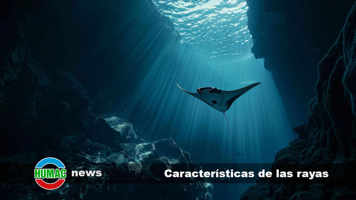 características de las rayas 1