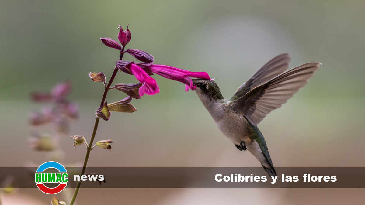 colibríes y las flores