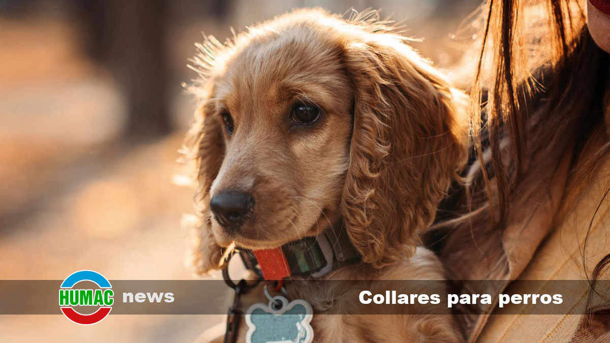 Arneses vs Collares para Perros: ¿Cuál es Mejor?