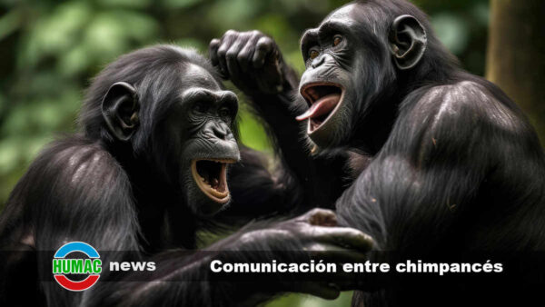 La comunicación entre chimpancés: Vocalizaciones y lenguaje de señas