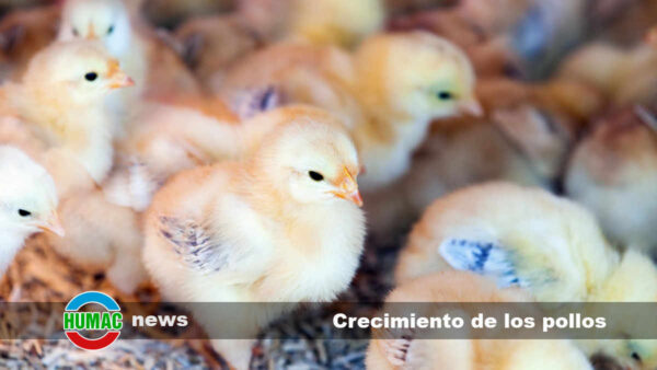 Crecimiento de los pollos: Importancia de los ácidos húmicos en su dieta