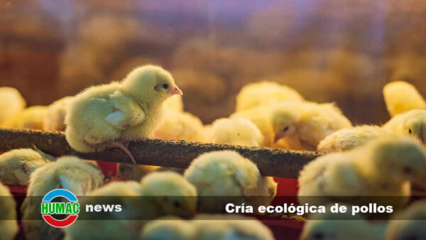 Cría ecológica de pollos: Cómo lograrla en tu granja