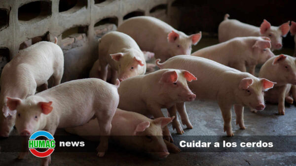 Cómo cuidar a los cerdos: una guía práctica para el bienestar de los animales