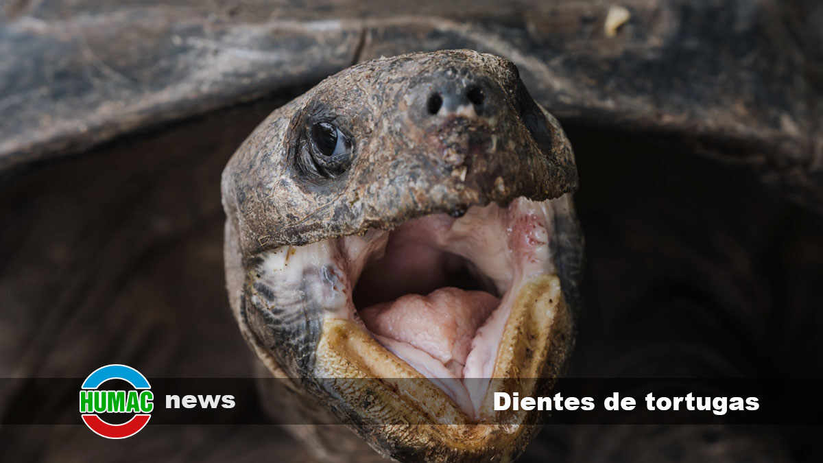 Dientes de tortugas: descubre la verdad sorprendente