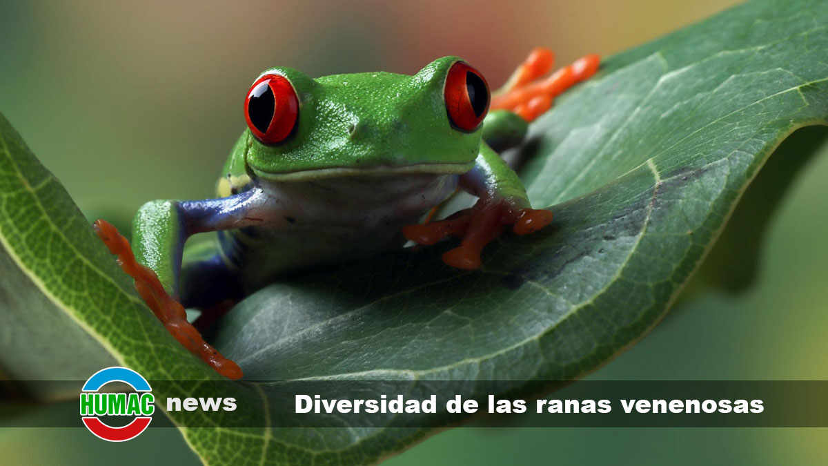 Diversidad de las ranas venenosas de la Amazonia a Madagascar