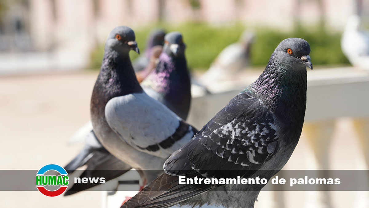 Entrenamiento de palomas mensajeras: Secretos para el éxito