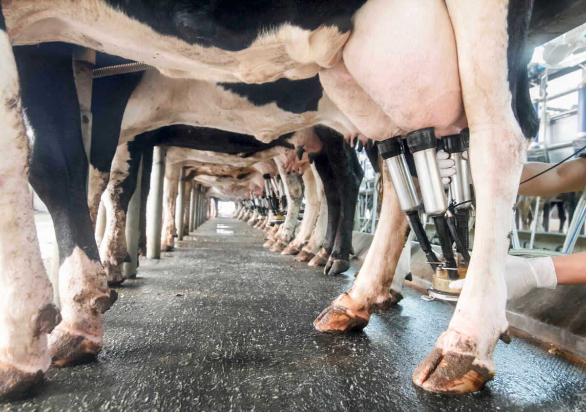 Cómo afecta el estrés calórico en ganado lechero y cómo prevenirlo