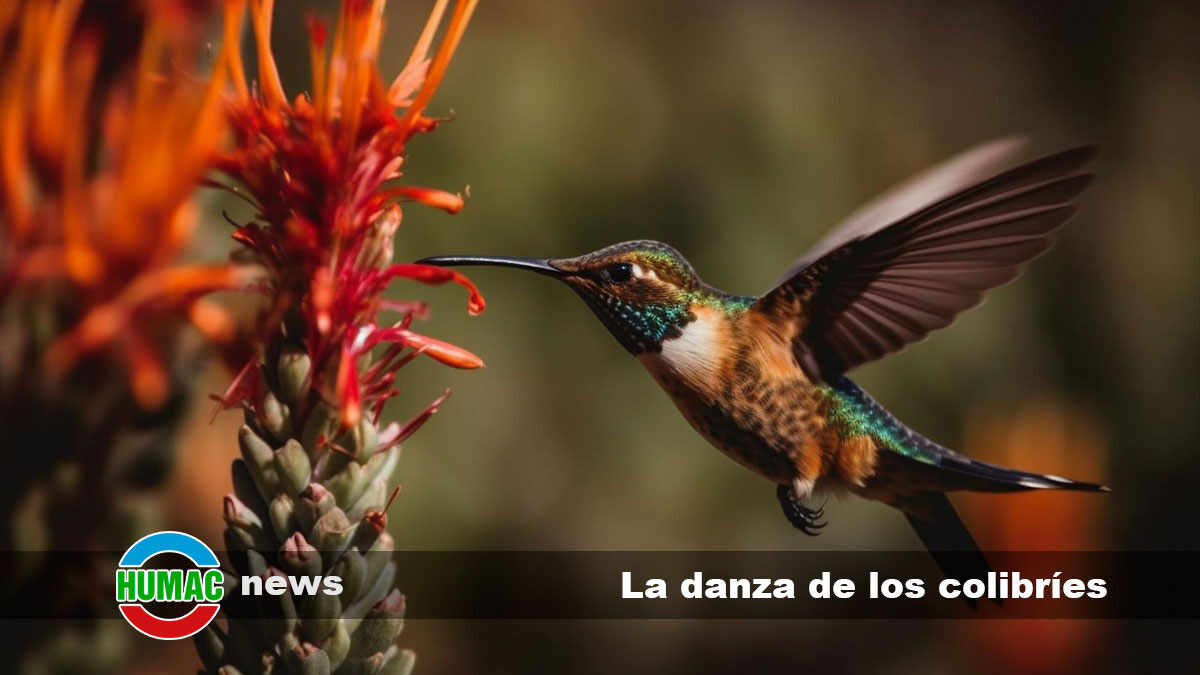 la danza de los colibríes