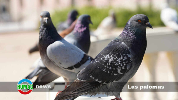 Las curiosidades sobre las palomas que no sabías