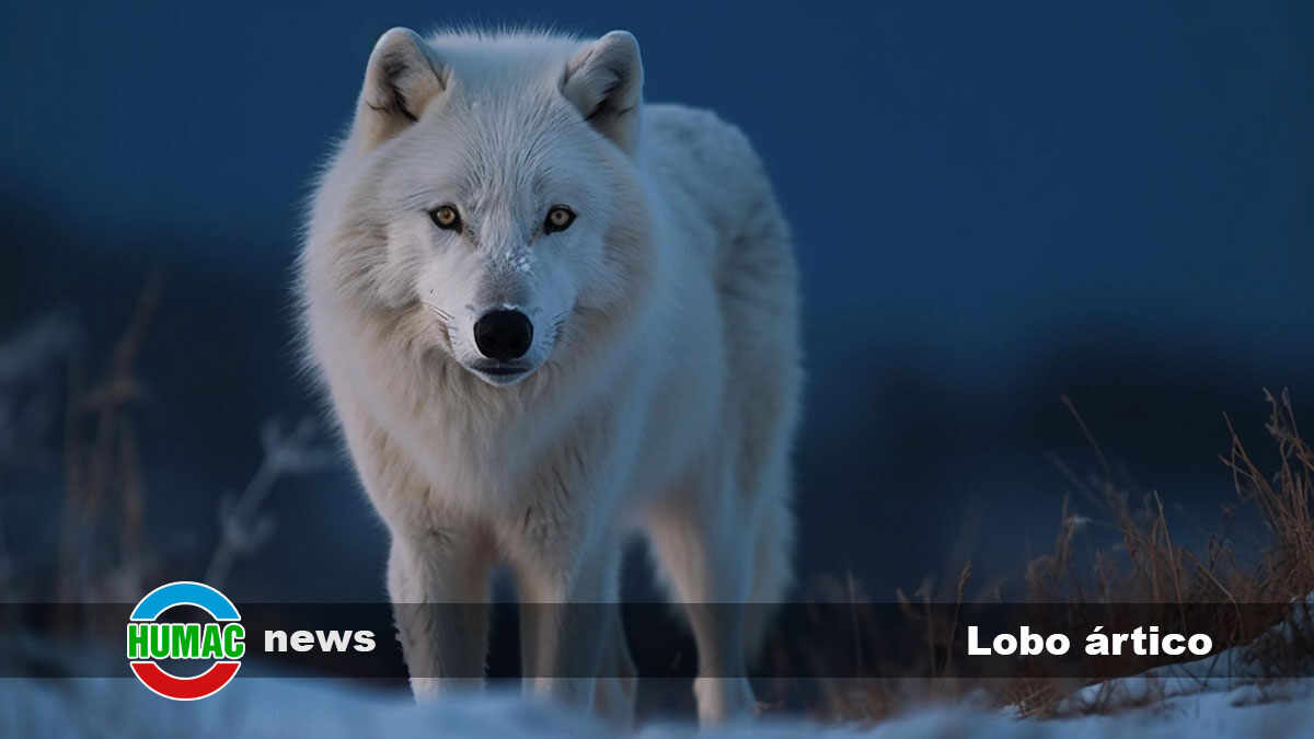 Lobo ártico: Descubriendo la fascinante especie del Norte