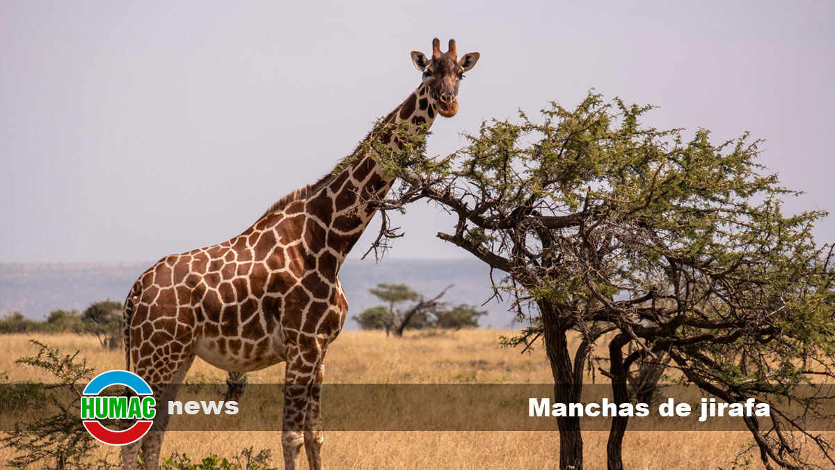 La evolución de las manchas de jirafa y para qué sirven
