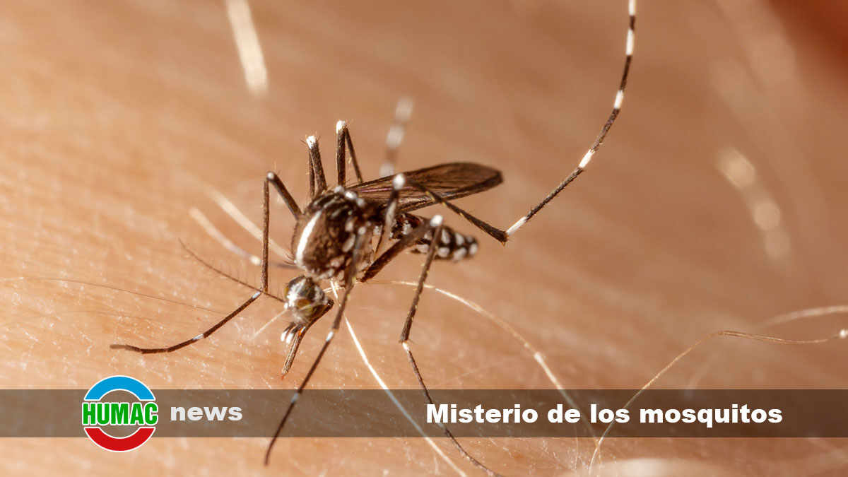 El misterio de los mosquitos: pequeños insectos, grandes problemas