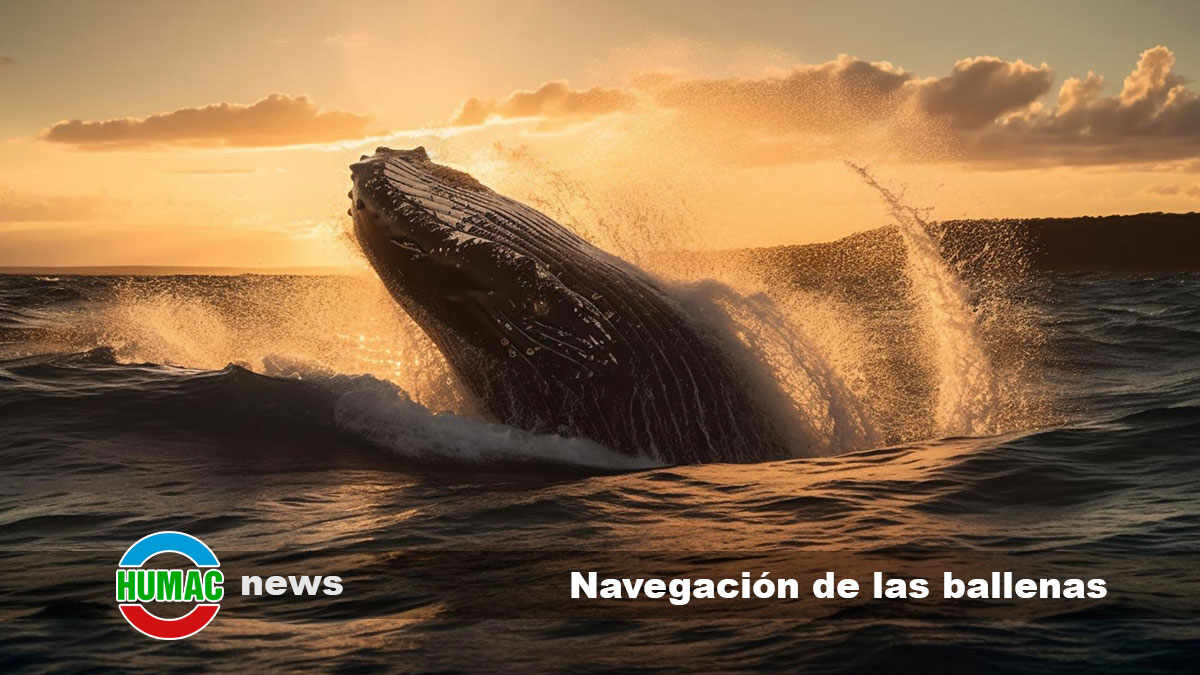 navegación de las ballenas