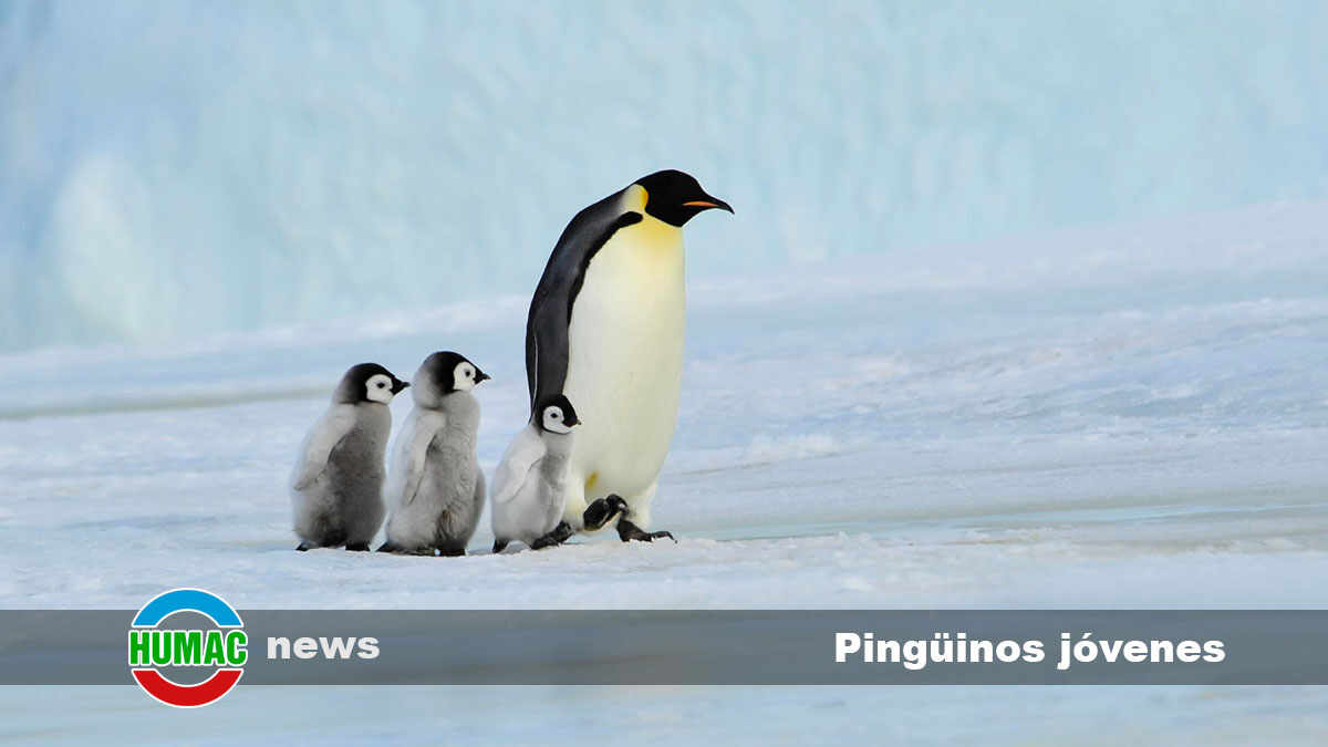 pingüinos jóvenes