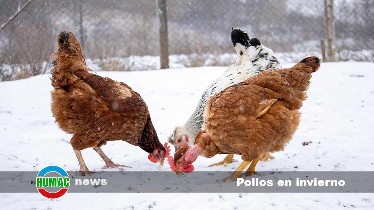 pollos en invierno