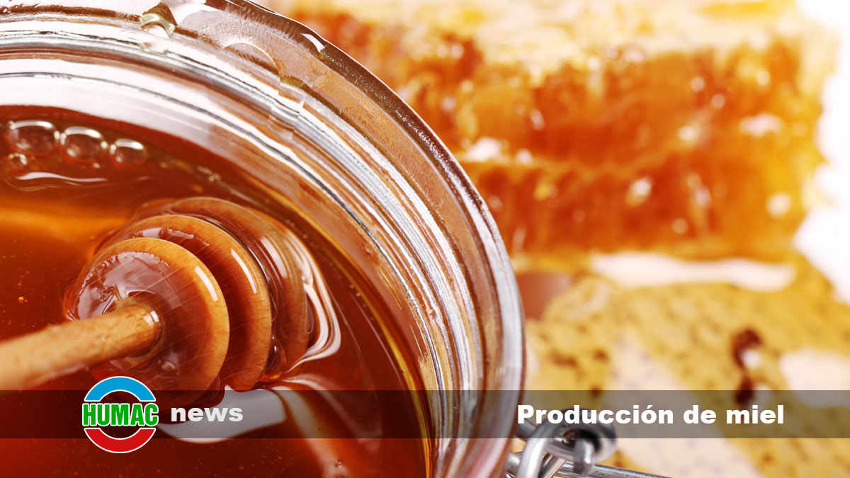 Producción de miel: 8 consejos para principiantes