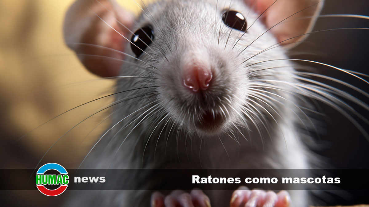 Ratones como mascotas: Todo lo que necesitas saber