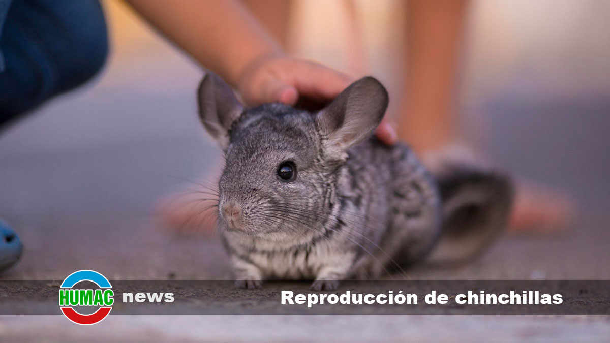 reproducción de chinchillas 1