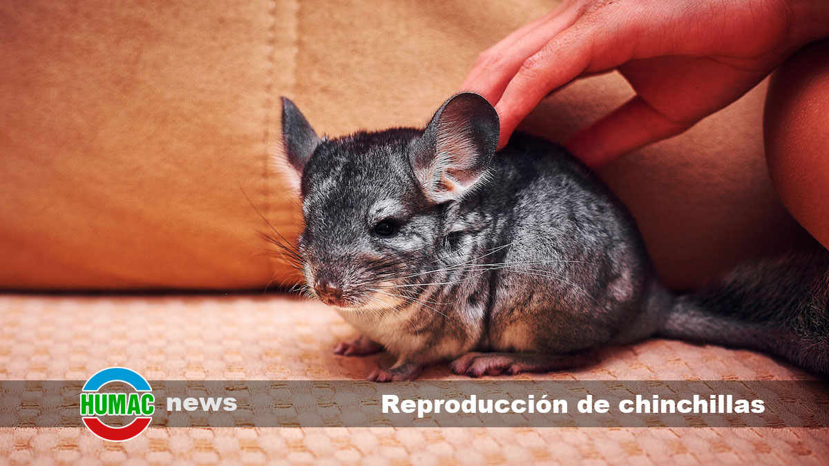 Reproducción de chinchillas: Cría responsable y cuidados