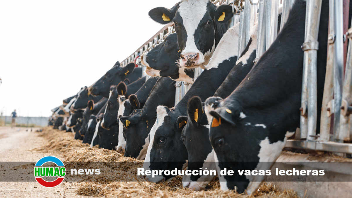 reproducción de vacas lecheras
