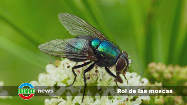 El rol de las moscas: Más que insectos irritantes