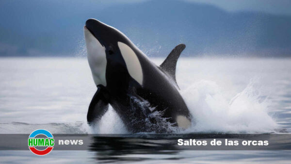Los impresionantes saltos de las orcas: un espectáculo de la naturaleza