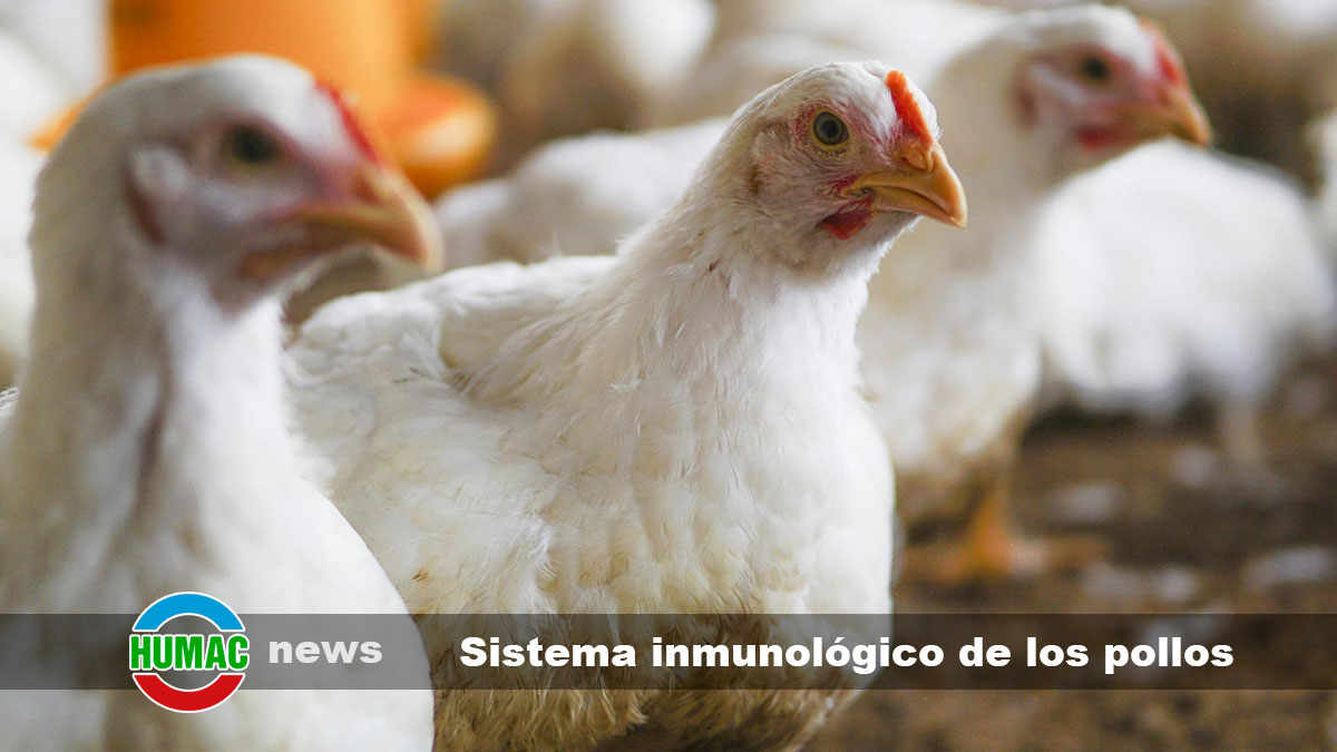 sistema inmunológico de los pollos
