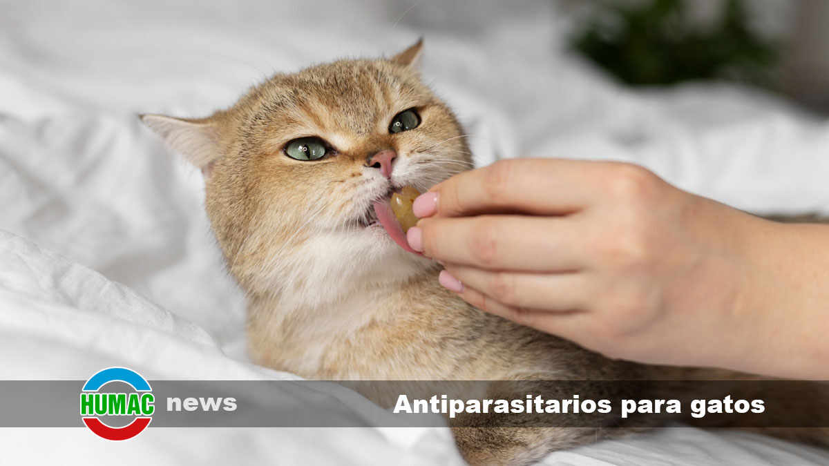 antiparasitarios para gatos