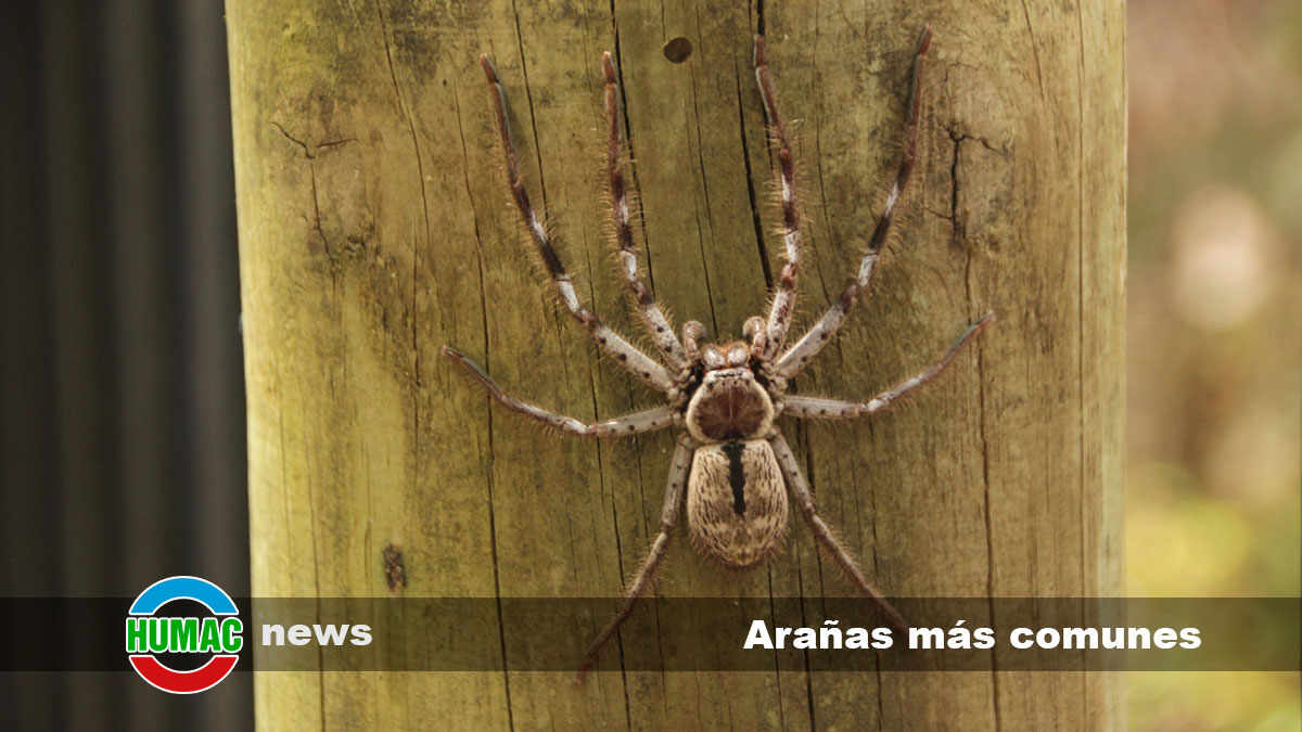 arañas más comunes