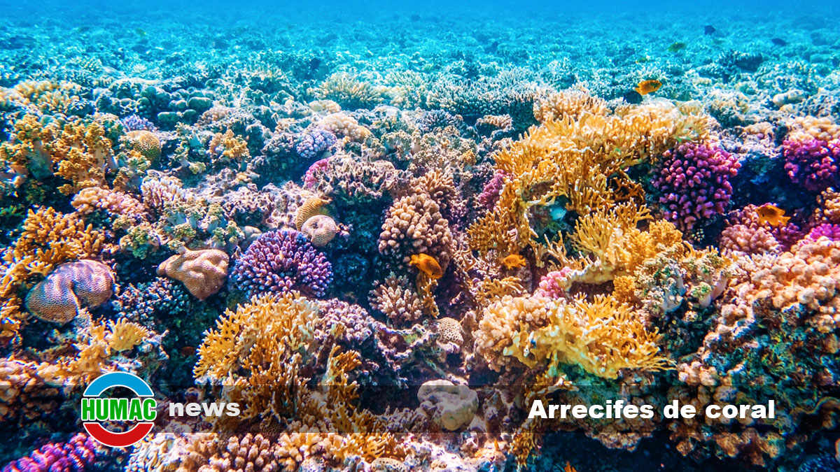 Arrecifes de coral: Qué es y cómo se forma