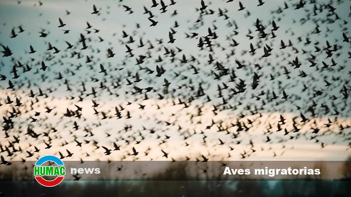 aves migratorias