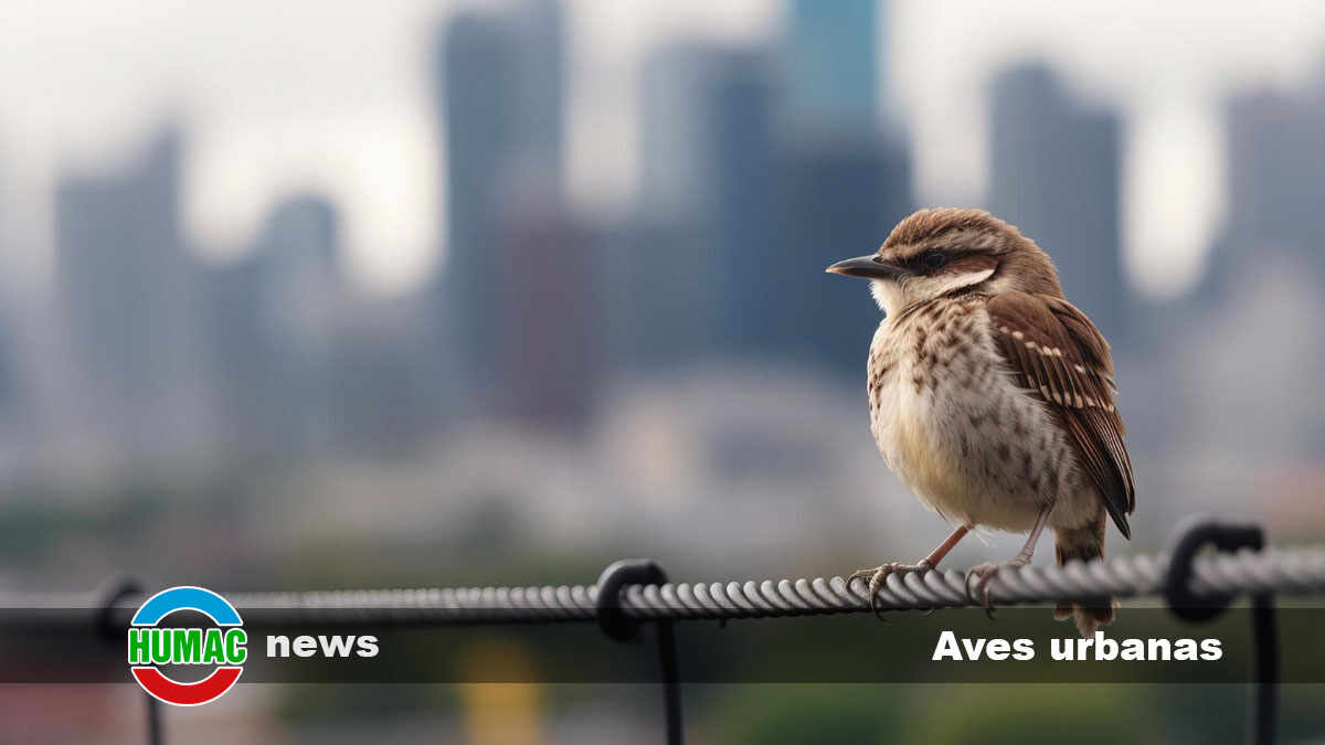 Aves urbanas: Adaptación de nidos en entornos citadinos
