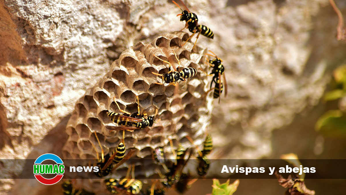 Avispas y abejas: Diferencias clave y cómo identificarlas