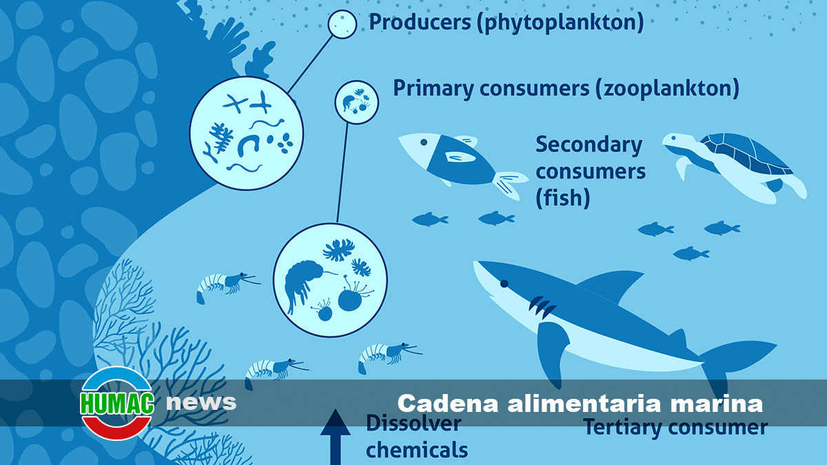 Cadena alimentaria marina: Qué es y ejemplos asombrosos