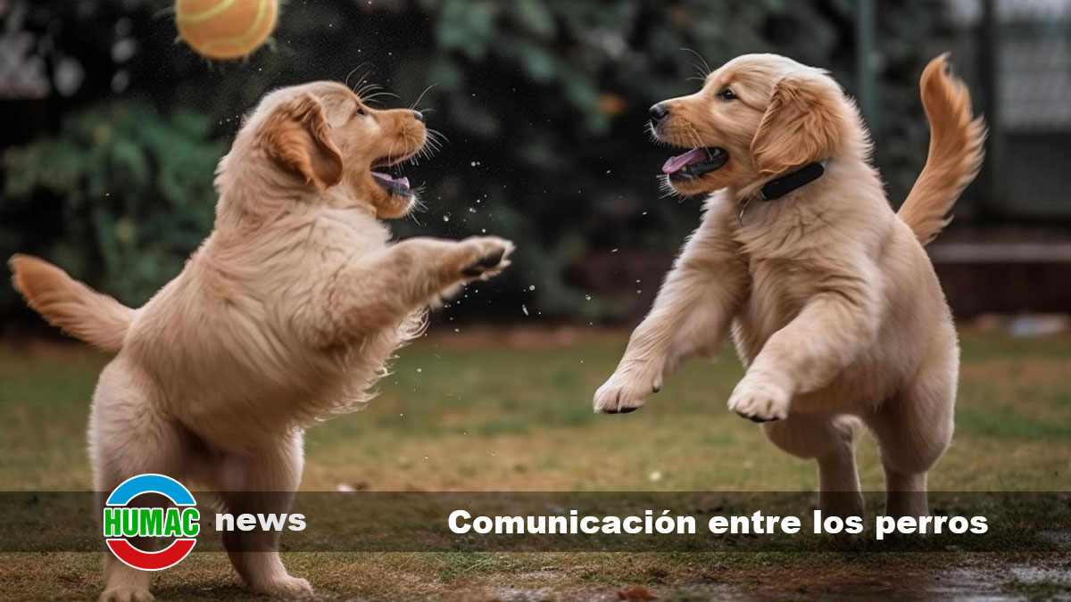 comunicación entre los perros