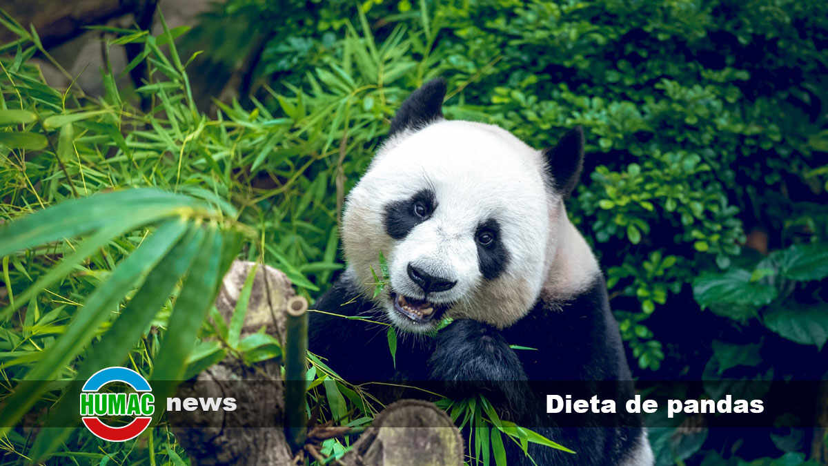 Dieta de pandas: curiosidades nutritivas