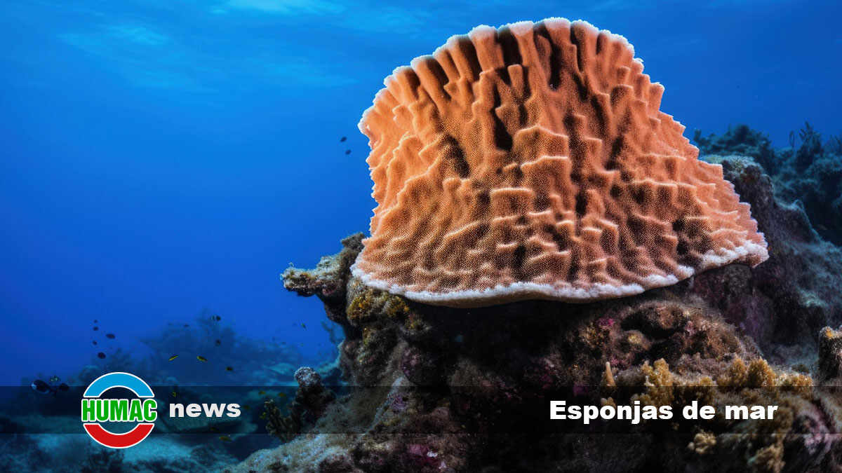 Esponjas de mar: Los tesoros ocultos del fondo marino