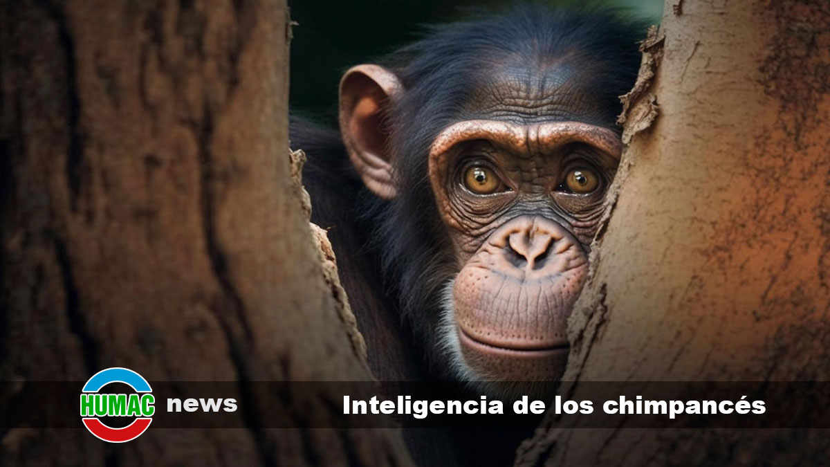 inteligencia de los chimpancés