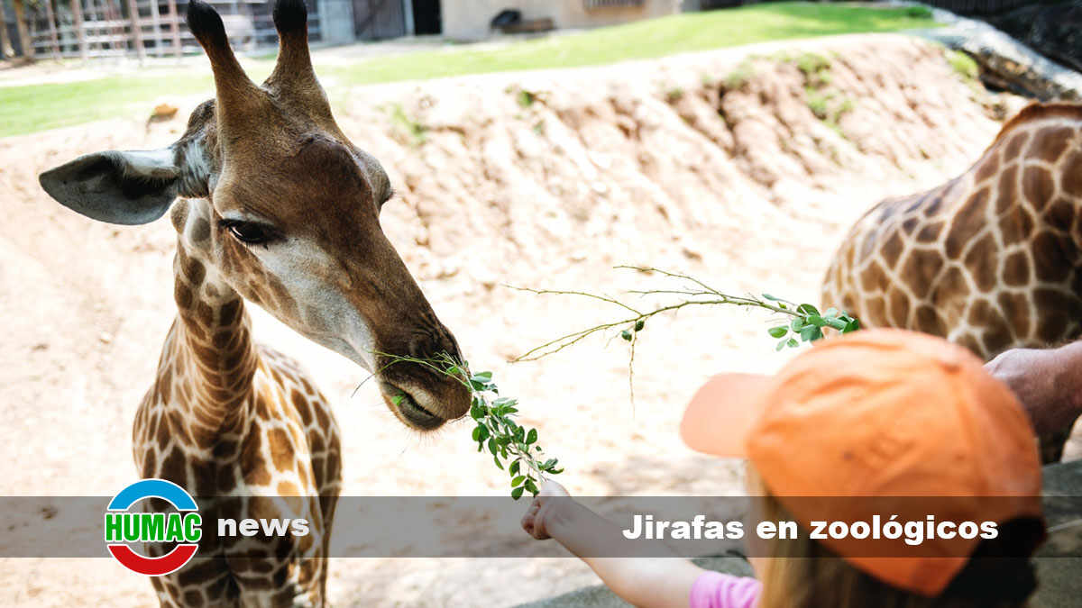 jirafas en zoológicos