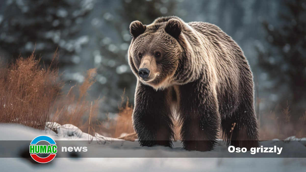 El fascinante mundo del oso grizzly: Secretos del rey de Alaska