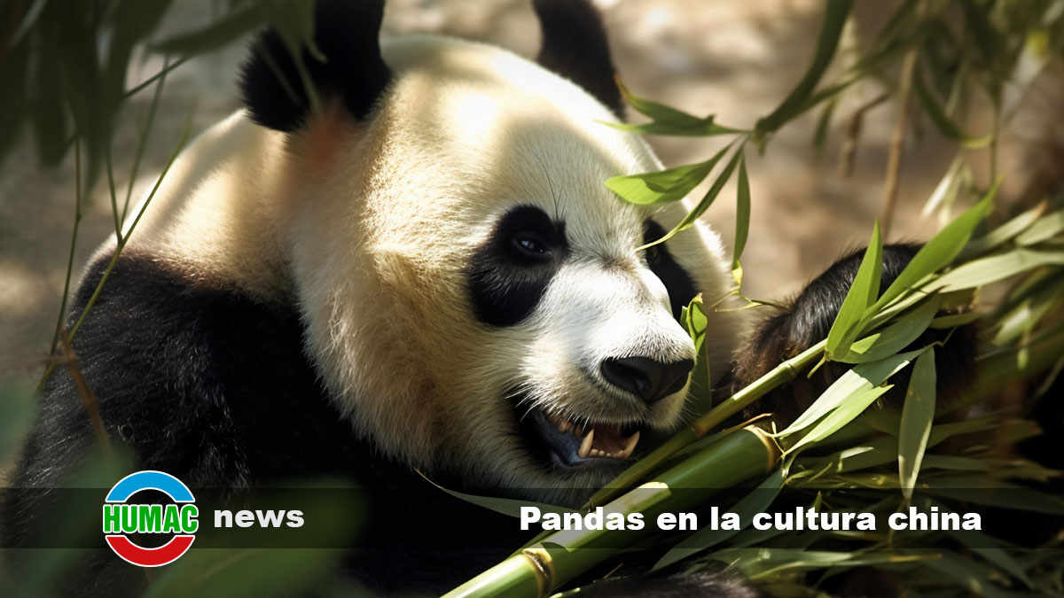 pandas en la cultura china