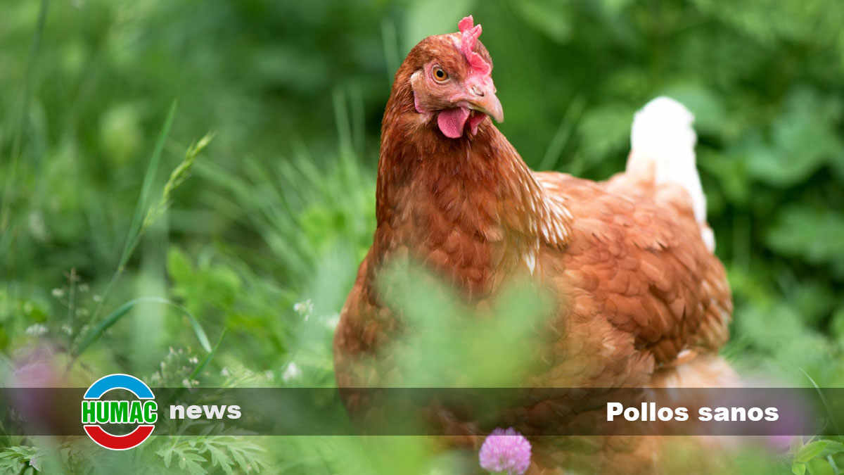 Pollos sanos: Guía completa de alimentación y nutrición