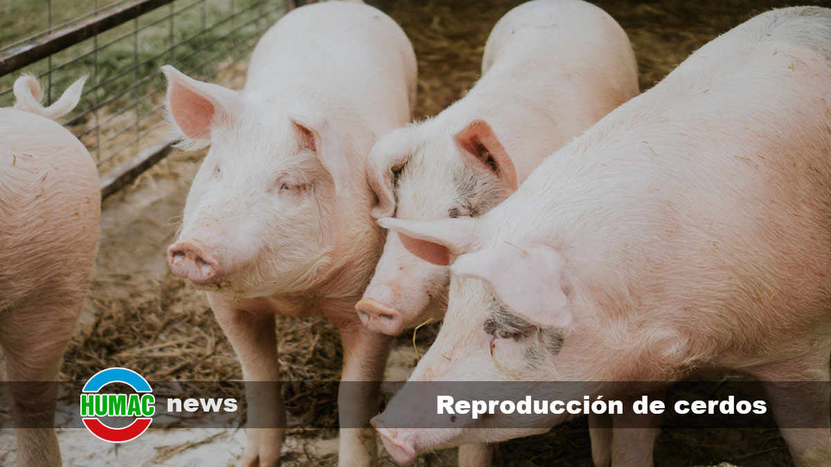 reproducción de cerdos