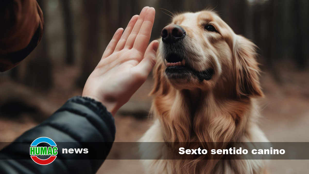 El sexto sentido canino: Explorando la sorprendente intuición de nuestros compañeros peludos