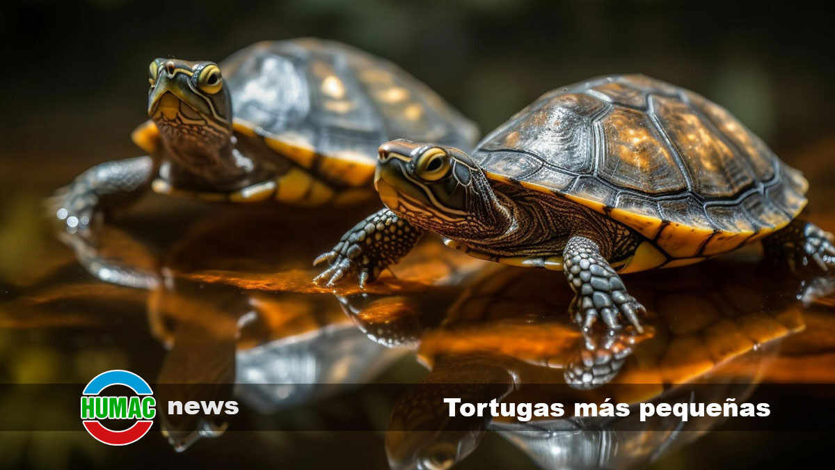 Especies de tortugas más pequeñas del mundo
