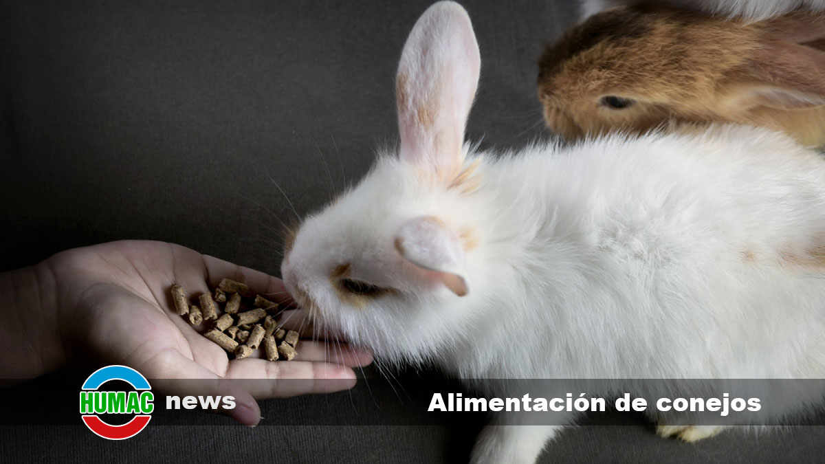 Alimentación de conejos: qué debe comer y qué no tu mascota peluda