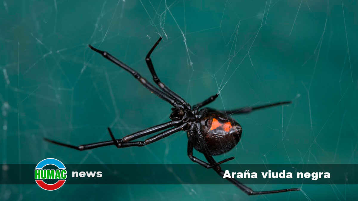 Araña viuda negra: Un depredador sigiloso en el reino de las arañas