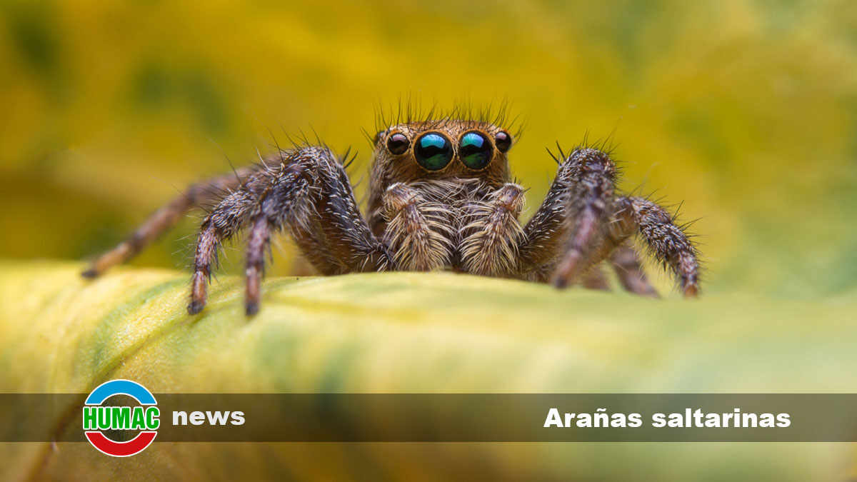 Las arañas saltarinas: Acrobacias en el mundo arácnido