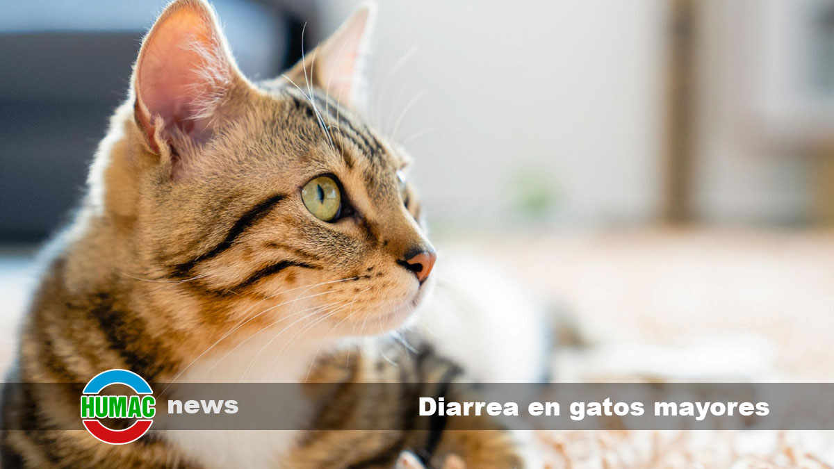 Diarrea en gatos mayores: ¿Por qué son más propensos?