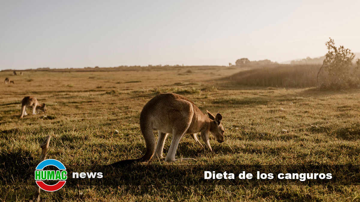 La dieta de los canguros y su adaptación al desierto